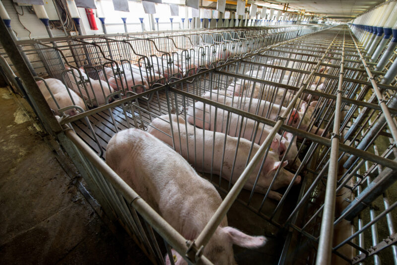 Pigs are often kept in cages in intensive farming